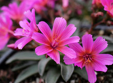 Load image into Gallery viewer, Lewisia &#39;Little Raspberry&#39;
