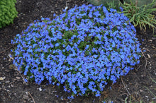 Load image into Gallery viewer, Lithodora &#39;Grace Ward&#39;
