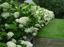 Load image into Gallery viewer, Hydrangea 'Limelight'