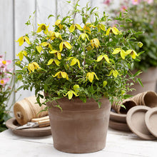 Load image into Gallery viewer, Clematis 'Little Lemons'