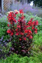 Load image into Gallery viewer, Lobelia 'Vulcan Red'