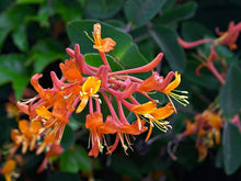 Load image into Gallery viewer, Lonicera 'Mandarin'