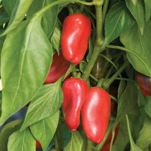 Load image into Gallery viewer, Pepper 'Lunchbox Red'