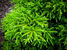 Load image into Gallery viewer, Cryptomeria 'Gyokuryu'