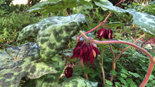Load image into Gallery viewer, Podophyllum 'Spotty Dotty'