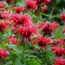 Load image into Gallery viewer, Monarda 'Fireball'