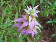 Load image into Gallery viewer, Monarda punctata