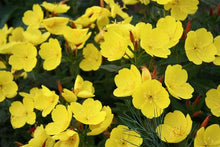 Load image into Gallery viewer, Oenothera fruticosa (Evening Primrose)