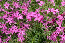Load image into Gallery viewer, Phlox 'Crimson Beauty'