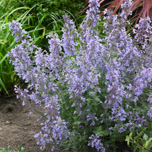 Load image into Gallery viewer, Nepeta 'Junior Walker'