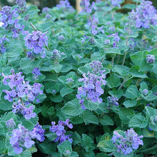 Load image into Gallery viewer, Nepeta 'Early Bird'