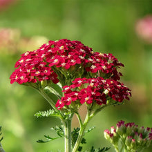Load image into Gallery viewer, Achillea 'New Vintage Red'