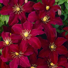 Load image into Gallery viewer, Clematis 'Niobe'