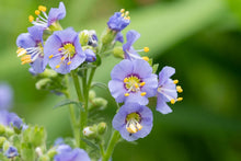 Load image into Gallery viewer, Polemonium 'Heavenly Habit'
