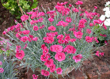 Load image into Gallery viewer, Dianthus 'Eastern Star'