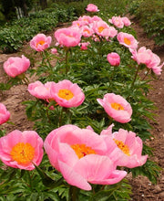 Load image into Gallery viewer, Peony 'Roselette'