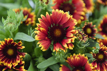 Load image into Gallery viewer, Gaillardia 'SpinTop™ Orange Halo'