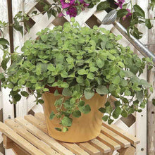 Load image into Gallery viewer, Oregano 'Hot & Spicy'