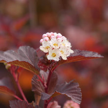 Load image into Gallery viewer, Physocarpus Ginger Wine®