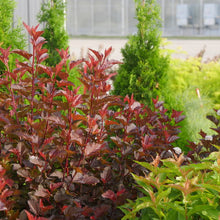 Load image into Gallery viewer, Physocarpus Ginger Wine®