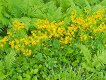 Load image into Gallery viewer, Packera aurea