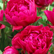 Load image into Gallery viewer, Peony 'Karl Rosenfield'