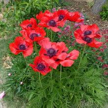 Load image into Gallery viewer, Poppy (Papaver) 'Beauty of Livermore'
