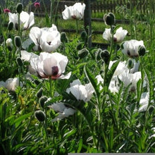 Load image into Gallery viewer, Poppy (Papaver) 'Royal Wedding'