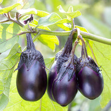 Load image into Gallery viewer, Eggplant Patio Baby