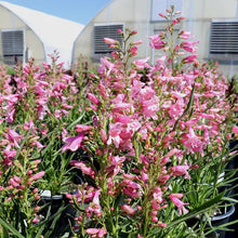 Load image into Gallery viewer, Penstemon 'Pristine Pink'