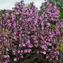 Load image into Gallery viewer, Penstemon 'Midnight Masquerade'