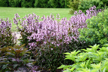 Load image into Gallery viewer, Penstemon 'Midnight Masquerade'