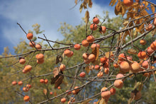 Load image into Gallery viewer, American Persimmon