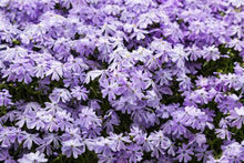 Load image into Gallery viewer, Phlox 'Emerald Blue'