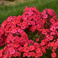 Load image into Gallery viewer, Phlox 'Sunset Coral'
