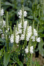 Load image into Gallery viewer, Physostegia 'Crystal Peak White'