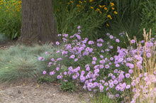 Load image into Gallery viewer, Scabiosa 'Flutter™ Deep Blue'