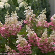 Load image into Gallery viewer, Hydrangea 'Pinky Winky Prime'