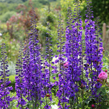 Load image into Gallery viewer, Delphinium Pacific Giant 'Black Knight'