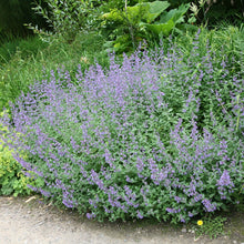 Load image into Gallery viewer, Nepeta 'Junior Walker'