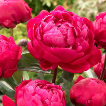 Load image into Gallery viewer, Peony 'Red Sarah Bernhardt'