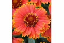 Load image into Gallery viewer, Gaillardia 'SpinTop™ Yellow Touch'