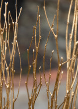 Load image into Gallery viewer, 'Golden Magnolias' DIY Container Kit
