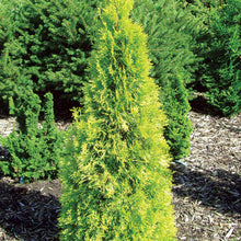 Load image into Gallery viewer, Thuja 'Polar Gold'