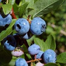 Load image into Gallery viewer, Blueberry 'Polaris'