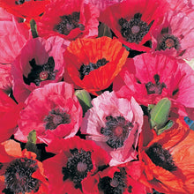 Load image into Gallery viewer, Poppy (Papaver) 'Fruit Punch'