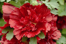 Load image into Gallery viewer, Alcea 'Spring Celebrities Crimson'