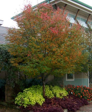 Load image into Gallery viewer, Allegheny Serviceberry