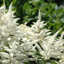 Load image into Gallery viewer, Astilbe 'Bridal Veil'