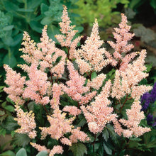 Load image into Gallery viewer, Astilbe 'Peach Blossom'